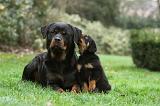 ROTTWEILER 378